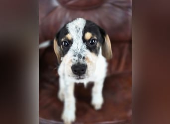 Lio BE- kleiner Welpe mit großen Plänen für die Zukunft