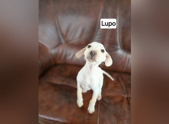 Lupo BE- kleiner Welpe mit großen Plänen für die Zukunft