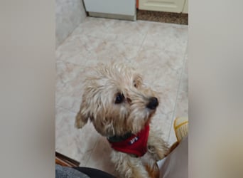 FUFU - kleiner Kämpfer mit Riesenherz