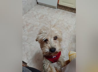 FUFU - kleiner Kämpfer mit Riesenherz