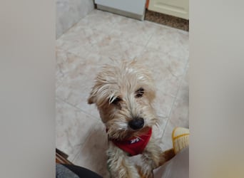 FUFU - kleiner Kämpfer mit Riesenherz