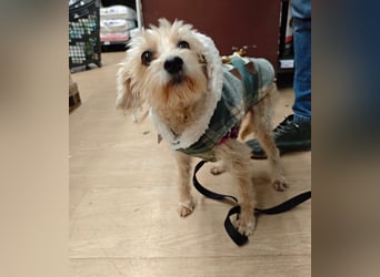 FUFU - kleiner Kämpfer mit Riesenherz