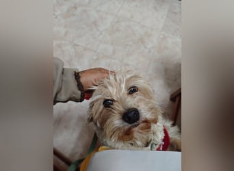 FUFU - kleiner Kämpfer mit Riesenherz