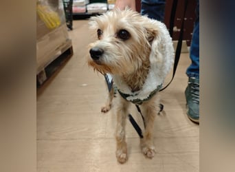 FUFU - kleiner Kämpfer mit Riesenherz