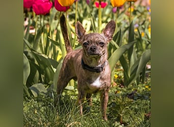 Lucky - möchte gerne gefallen