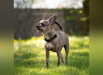 Lucky - möchte gerne gefallen
