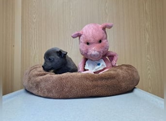 Misty, zartes Welpenmäuschen, ca. 3 Monate, ca. 14 cm, ca. 1 kg