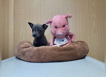 Misty, zartes Welpenmäuschen, ca. 3 Monate, ca. 14 cm, ca. 1 kg