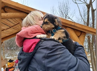 Little Rocky, kleiner, großer Schmuser, ca. 3 Monate, ca. 21 cm, ca. 3 kg