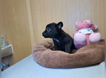 Pixie, wunderbare Zaubermaus, ca. 3 Monate, ca. 17 cm, ca. 2 kg