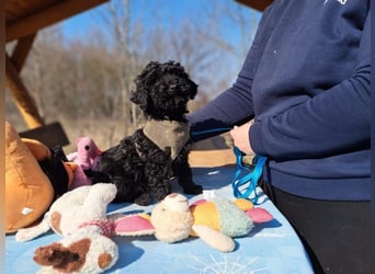 Arthos, kleines Energiebündel, ca. 3 Monate, ca. 18 cm, ca. 2 kg *bald in 80687 München*