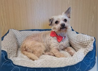 Lia, reizende Hundedame, ca. 9 Jahre, ca. 22 cm, ca. 4 kg