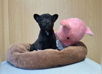 Pixie, wunderbare Zaubermaus, ca. 3 Monate, ca. 17 cm, ca. 2 kg