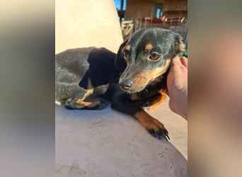 Csiperke, zauberhafte Kämpferin, ca. 2 Jahre, ca. 25 cm, ca. 4 kg *bald in 81737 München*