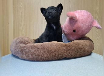 Pixie, wunderbare Zaubermaus, ca. 3 Monate, ca. 17 cm, ca. 2 kg