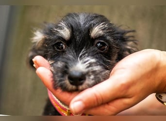 Loredana, klitzekleines Prinzesschen, ca. 5 Monate, ca. 17 cm, ca. 1 kg *in 65520 Bad Camberg*