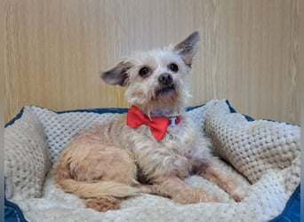 Lia, reizende Hundedame, ca. 9 Jahre, ca. 22 cm, ca. 4 kg