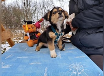 Little Rocky, kleiner, großer Schmuser, ca. 3 Monate, ca. 21 cm, ca. 3 kg