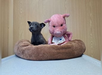 Misty, zartes Welpenmäuschen, ca. 3 Monate, ca. 14 cm, ca. 1 kg