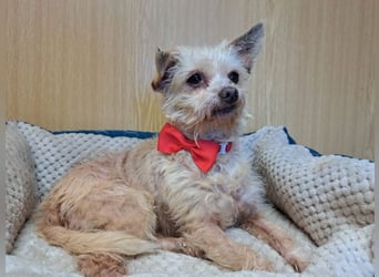 Lia, reizende Hundedame, ca. 9 Jahre, ca. 22 cm, ca. 4 kg