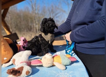 Arthos, kleines Energiebündel, ca. 3 Monate, ca. 18 cm, ca. 2 kg *bald in 80687 München*