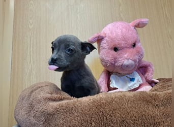 Misty, zartes Welpenmäuschen, ca. 3 Monate, ca. 14 cm, ca. 1 kg