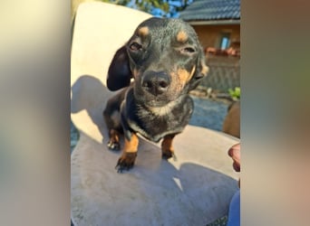 Csiperke, zauberhafte Kämpferin, ca. 2 Jahre, ca. 25 cm, ca. 4 kg *bald in 81737 München*