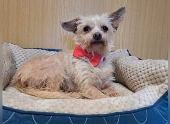 Lia, reizende Hundedame, ca. 9 Jahre, ca. 22 cm, ca. 4 kg