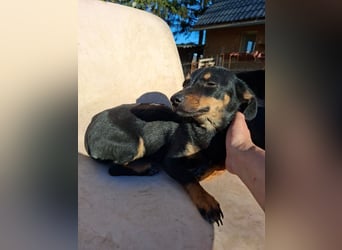 Csiperke, zauberhafte Kämpferin, ca. 2 Jahre, ca. 25 cm, ca. 4 kg *bald in 81737 München*