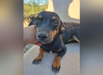 Csiperke, zauberhafte Kämpferin, ca. 2 Jahre, ca. 25 cm, ca. 4 kg *bald in 81737 München*