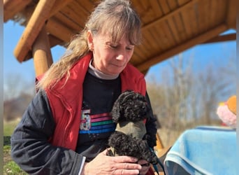 Arthos, kleines Energiebündel, ca. 3 Monate, ca. 18 cm, ca. 2 kg *bald in 80687 München*