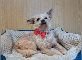 Lia, reizende Hundedame, ca. 9 Jahre, ca. 22 cm, ca. 4 kg