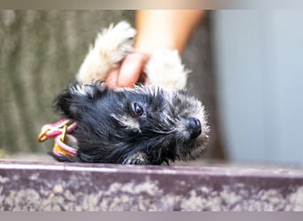 Loredana, klitzekleines Prinzesschen, ca. 5 Monate, ca. 17 cm, ca. 1 kg *in 65520 Bad Camberg*