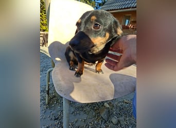 Csiperke, zauberhafte Kämpferin, ca. 2 Jahre, ca. 25 cm, ca. 4 kg *bald in 81737 München*