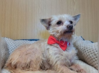 Lia, reizende Hundedame, ca. 9 Jahre, ca. 22 cm, ca. 4 kg