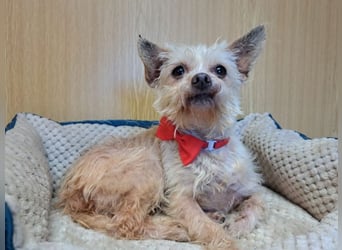 Lia, reizende Hundedame, ca. 9 Jahre, ca. 22 cm, ca. 4 kg