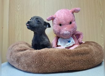 Misty, zartes Welpenmäuschen, ca. 3 Monate, ca. 14 cm, ca. 1 kg