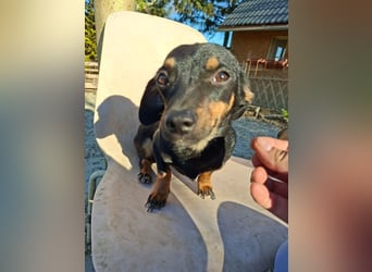 Csiperke, zauberhafte Kämpferin, ca. 2 Jahre, ca. 25 cm, ca. 4 kg *bald in 81737 München*