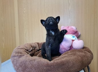 Pixie, wunderbare Zaubermaus, ca. 3 Monate, ca. 17 cm, ca. 2 kg