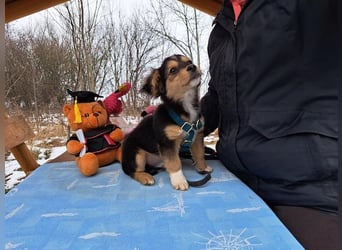 Little Rocky, kleiner, großer Schmuser, ca. 3 Monate, ca. 21 cm, ca. 3 kg