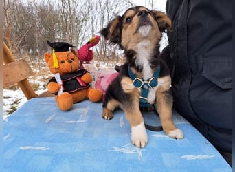 Little Rocky, kleiner, großer Schmuser, ca. 3 Monate, ca. 21 cm, ca. 3 kg