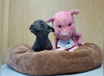 Misty, zartes Welpenmäuschen, ca. 3 Monate, ca. 14 cm, ca. 1 kg