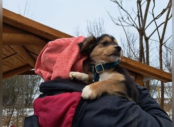 Little Rocky, kleiner, großer Schmuser, ca. 3 Monate, ca. 21 cm, ca. 3 kg