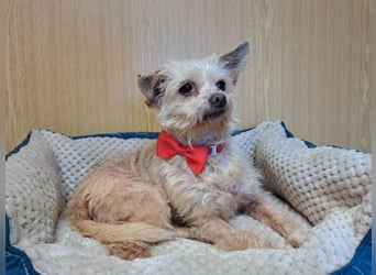 Lia, reizende Hundedame, ca. 9 Jahre, ca. 22 cm, ca. 4 kg