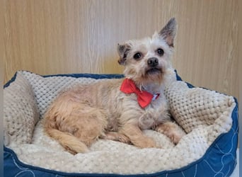 Lia, reizende Hundedame, ca. 9 Jahre, ca. 22 cm, ca. 4 kg