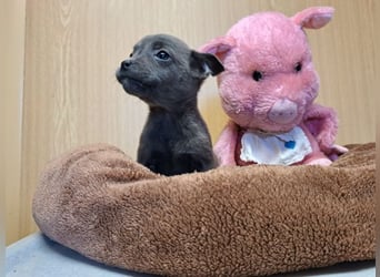 Misty, zartes Welpenmäuschen, ca. 3 Monate, ca. 14 cm, ca. 1 kg