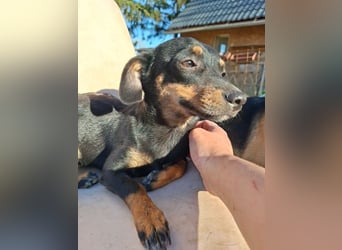 Csiperke, zauberhafte Kämpferin, ca. 2 Jahre, ca. 25 cm, ca. 4 kg *bald in 81737 München*