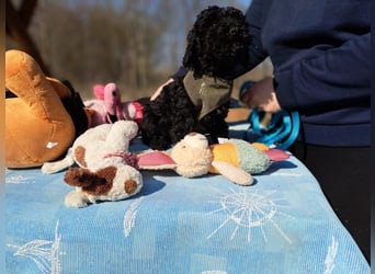 Arthos, kleines Energiebündel, ca. 3 Monate, ca. 18 cm, ca. 2 kg *bald in 80687 München*