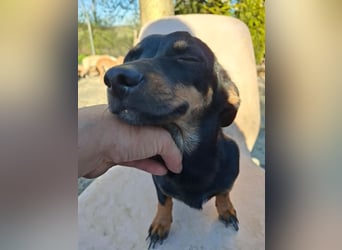 Csiperke, zauberhafte Kämpferin, ca. 2 Jahre, ca. 25 cm, ca. 4 kg *bald in 81737 München*