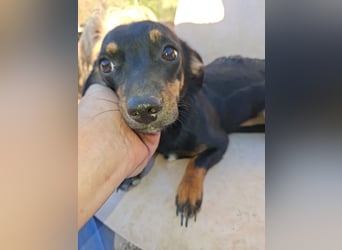 Csiperke, zauberhafte Kämpferin, ca. 2 Jahre, ca. 25 cm, ca. 4 kg *bald in 81737 München*